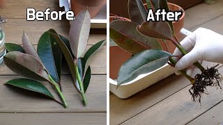 멜라니 고무나무 삽목 🌿가지치기 하면서 번식도 시켜봤어요How To Propagate Rubber Plant From Cuttings フィカスメラニーの挿し木 [upl. by Nuli]