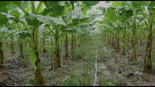 banana plantation techniques  banana field overview [upl. by Hu]