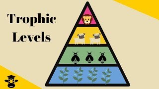 Trophic Level Pyramid [upl. by Renruojos]