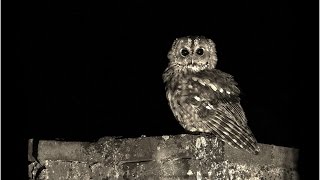 Tapages nocturnes HD François Breau [upl. by Soble]