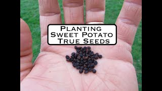 Planting True Sweetpotato Seed [upl. by Nannerb721]