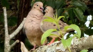 Mourning dove call  coo  sounds  Bird [upl. by Fanchette]