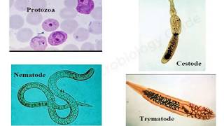 Introduction to Medical Parasitology lecture [upl. by Octavian]