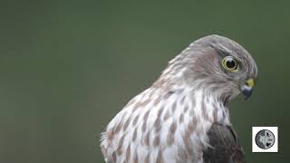 Cri de lépervier brunCall of the Sharpshinned Hawk [upl. by Leggat]