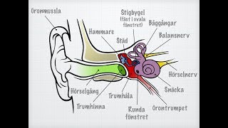 Hörsel och balans [upl. by Harve843]