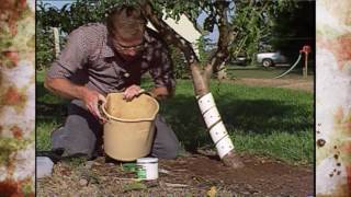 Peach Tree Borers [upl. by Puiia]