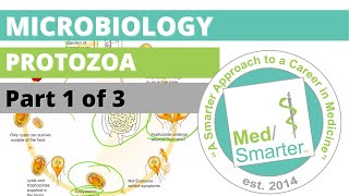 Protozoa  Microbiology  USMLE STEP 1  Part 1 of 3 [upl. by Oralle]