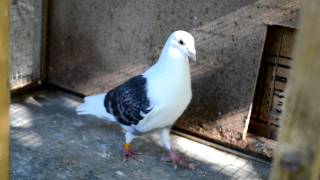 Pigeons Cooing [upl. by Rubens693]