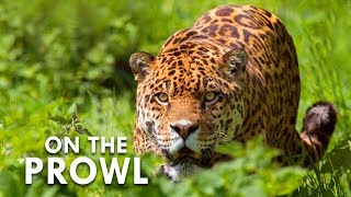 The Weird Wildlife Of Costa Rica  Animalogic Wild [upl. by Orsino]