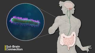 The GutBrain Connection [upl. by Diba]