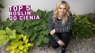 Moje TOP 5 roślin do cienia w tym obficie kwitnące [upl. by Htebazil416]