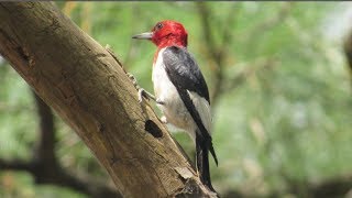 Toy Physics  Part 1 Woodpecker on Pole [upl. by Merv]