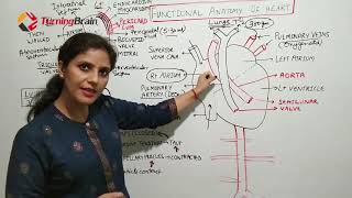 Heart anatomy Heart Sounds amp Conducting System of Heart [upl. by Crispa]