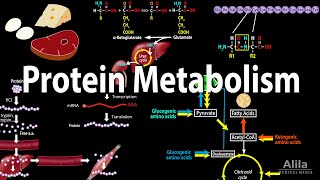 Protein Metabolism Overview Animation [upl. by Joana]