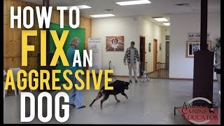 Fearful Dog Aggression Training and Rehabilitation with Americas Canine Educator [upl. by Rellim]