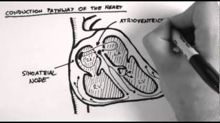 Conduction Pathway of the Heart [upl. by Atinnek102]