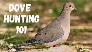 Dove Hunting 101 For Beginners [upl. by Veda666]