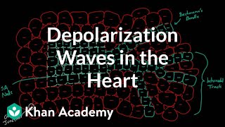 Depolarization waves flowing through the heart  NCLEXRN  Khan Academy [upl. by Magnien]