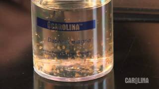 How to Care for Daphnia [upl. by Nahshon301]