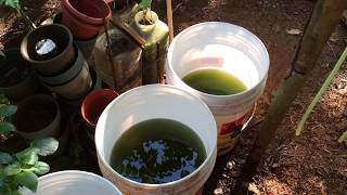 How to grow Green Water Algae [upl. by Hardwick]