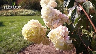 Comment tailler un hydrangea paniculata   Truffaut [upl. by Ocinom]