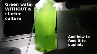 Green Water WITHOUT a Starter Culture  From Scratch  How To [upl. by Curkell]