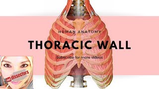 Human Anatomy  Thoracic wall [upl. by Belinda]