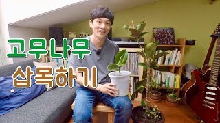 고무나무 삽목하기  고무나무를 2개로 늘려볼까요 고무나무 번식 방법How to propagate rubber tree [upl. by Lanza]