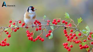 Saka Sesi  Saka Huylandırma  Carduelis  2021 [upl. by Ellenwad]