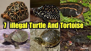 7 Banned Species Of Turtle And Tortoise In India  illegal Variety Of Turtle and Tortoise To Pet [upl. by Nnayllas331]