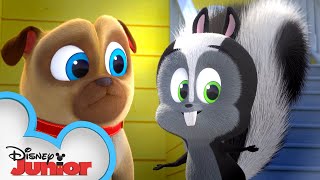 A Stinky Story  Puppy Dog Pals  Disney Junior [upl. by Rosenblatt]