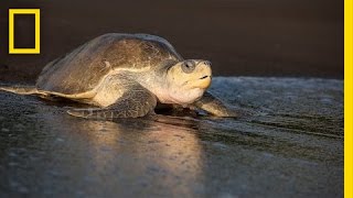 Over 100000 Sea Turtles Nest at the Same Time How  National Geographic [upl. by Odine55]