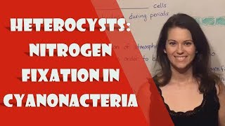 Heterocysts Nitrogen Fixation in Cyanonacteria [upl. by Ludovick124]