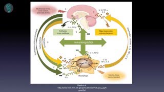 How to optimize your gut and brain bacteria  Dave Asprey  Big Think [upl. by Bollinger]