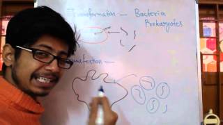 Transformation Vs Transfection [upl. by Olrak781]