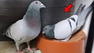 Pigeon Nesting Behaviour  Excited Birds [upl. by Neeham]