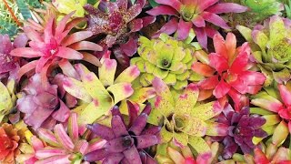 Bromeliad Garden in a Delray Beach Florida Landscape [upl. by Haakon652]