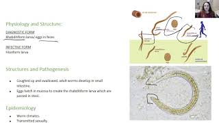 Strongyloides stercoralis [upl. by Audette]