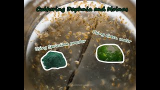 How To Culture Daphnia and Moinas using Green Water Spirulina powder [upl. by Neelyhtak]