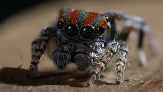 Best Spider Moments  Top 5  BBC Earth [upl. by Nhor]