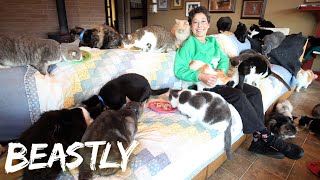 I Share My Home With 1000 Cats  BEASTLY [upl. by Yenalem595]