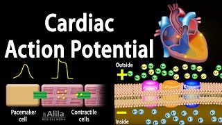 Cardiac Action Potential Animation [upl. by Ecienal]