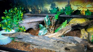 Ball Python Setup and DIY Snake Hide [upl. by Monahon]