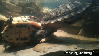 PET TURTLES MATING  rare event [upl. by Anirdua]