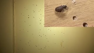 DIY  How to get rid of Wood Borer  100 Fix [upl. by Anida]