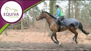 Reiten  Konditionstraining im Wald [upl. by Marcy43]