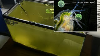 Raising Daphnia for the Freshwater Aquarium [upl. by Ahsit351]