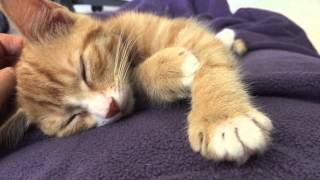 Cute Ginger Rescue Kitten Purring and Kneading [upl. by Albemarle]