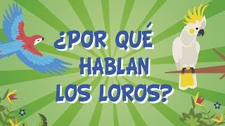 ¿POR QUÉ HABLAN LOS LOROS  CURIOSIDADES FASCINANTES PARA NIÑOS [upl. by Barry]