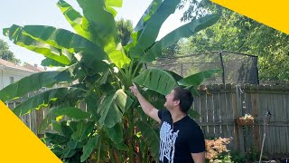 How To Grow A Banana Tree At Home In Any Climate [upl. by Dayna]